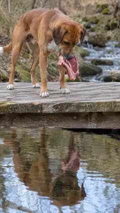 तभी अचानक उसे पानी में अपनी ही परछाईं दिखाई दी।